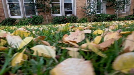 autumn leaves scattered on grass outside university building