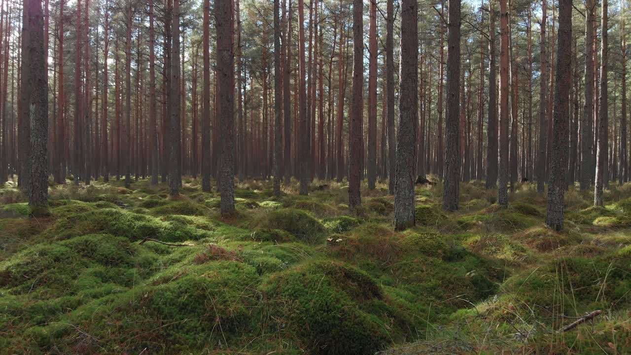en drönare som flyger genom tallskogen mycket nära marken med solen som skiner genom träden