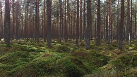 drone flying through the pine forest very close to the ground with sun shining through the trees