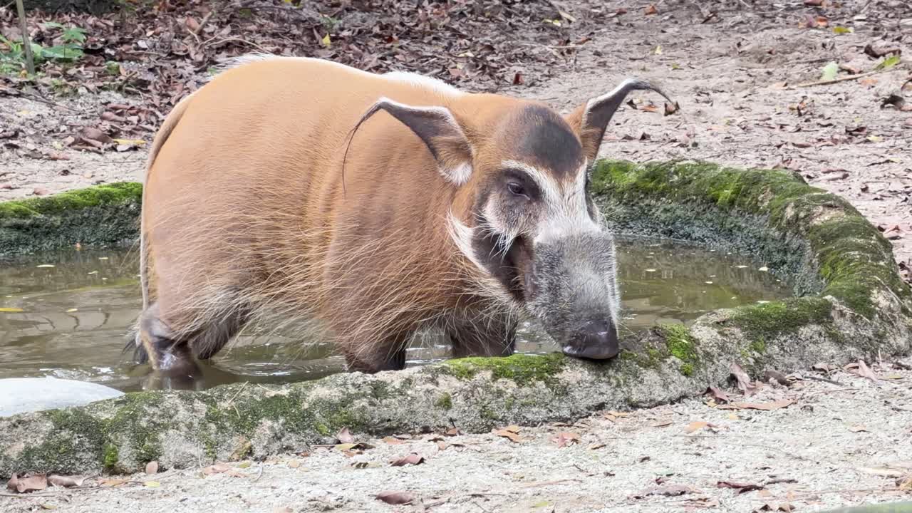 Un potamochero rosso cammina in una pozza poco profonda nel recinto di uno zoo naturalistico