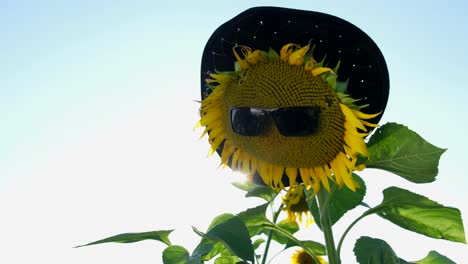 Capture the Vibrant Beauty of Wild Sunflowers Dancing in a Field Showcasing the Allure of Natures Capture the Vibrant Beauty of Wild Sunflowers Dancing in a Field Showcasing the Allure of Natures Golden Bloom