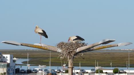 close up static shot of storks in nest, ria formosa in background, faro, portugal