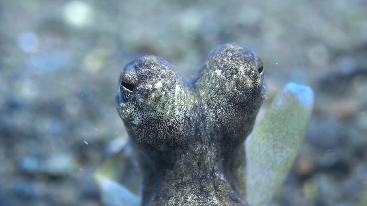 macro primer plano de ojos de pulpo bajo el agua