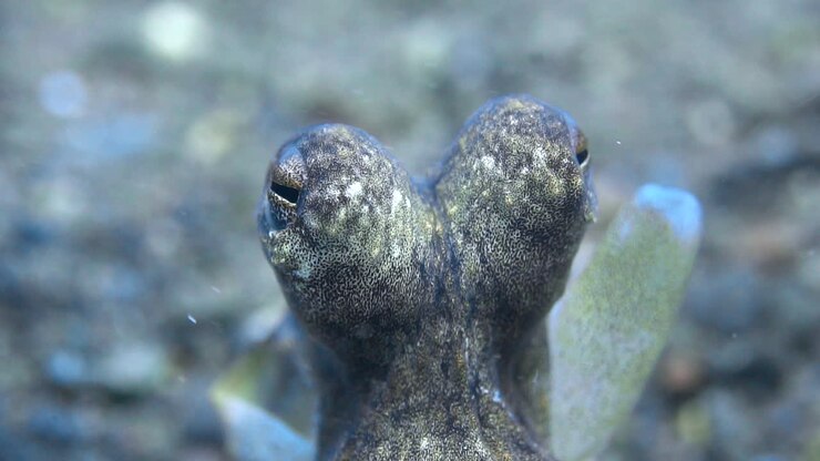 Primo piano macro degli occhi di polpo sott'acqua.