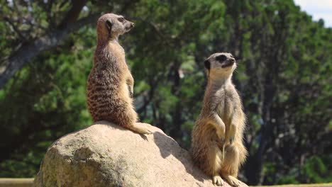 two meerkats watch for danger