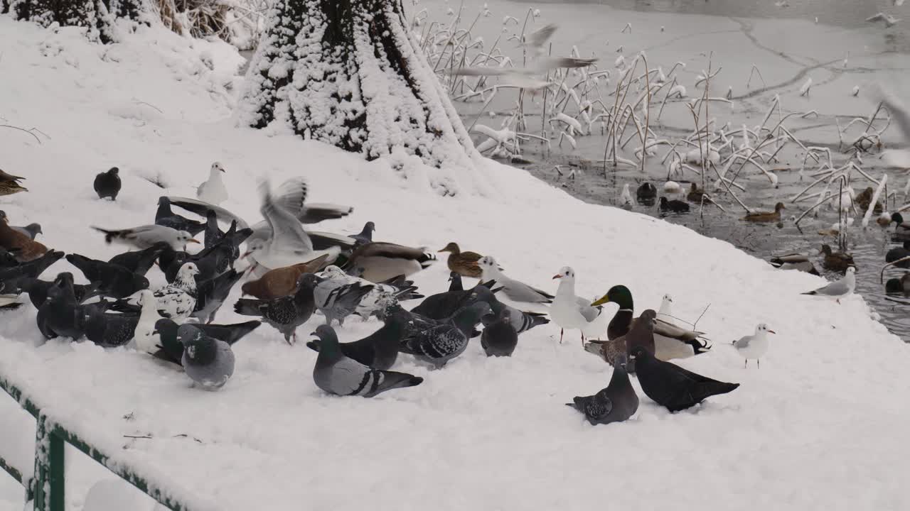 patos, gaviotas y palomas en busca de comida en un parque público en un día de nieve