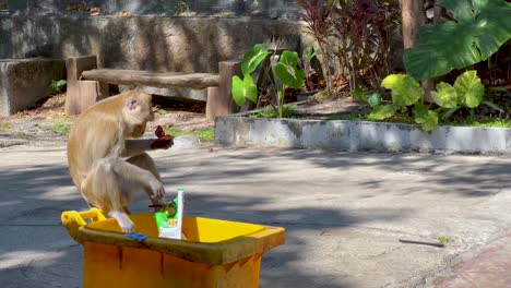 monkey explores bin, finds and examines items