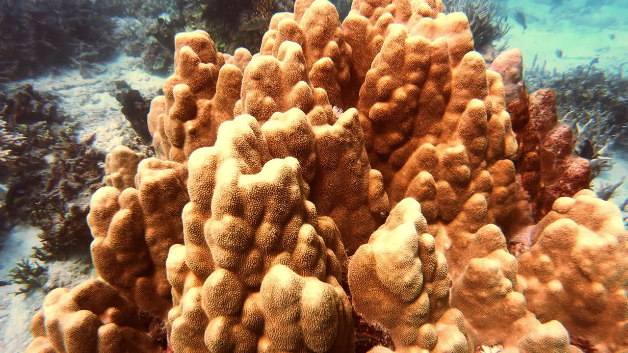 많은 물고기들이 이 곳을 집이라고 부릅니다.