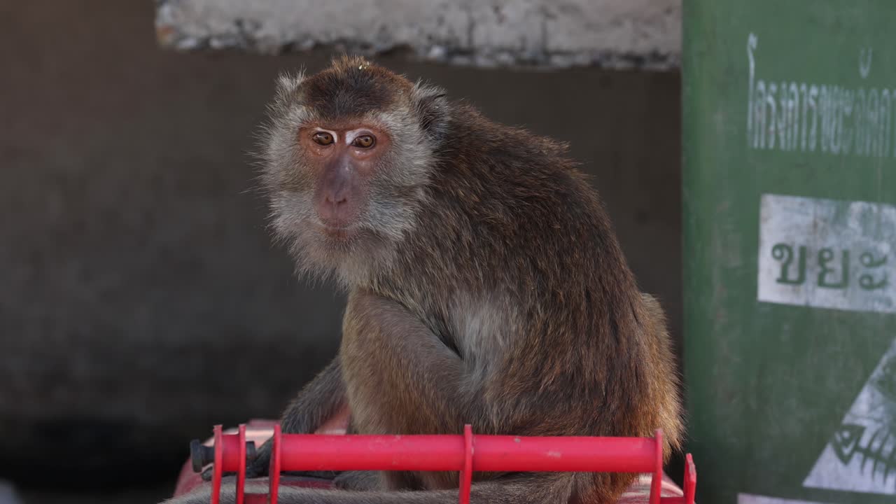 mono sentado tranquilamente en un cubo de basura rojo
