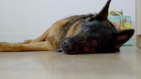 a large german shepherd lying on the floor, looking into the camera