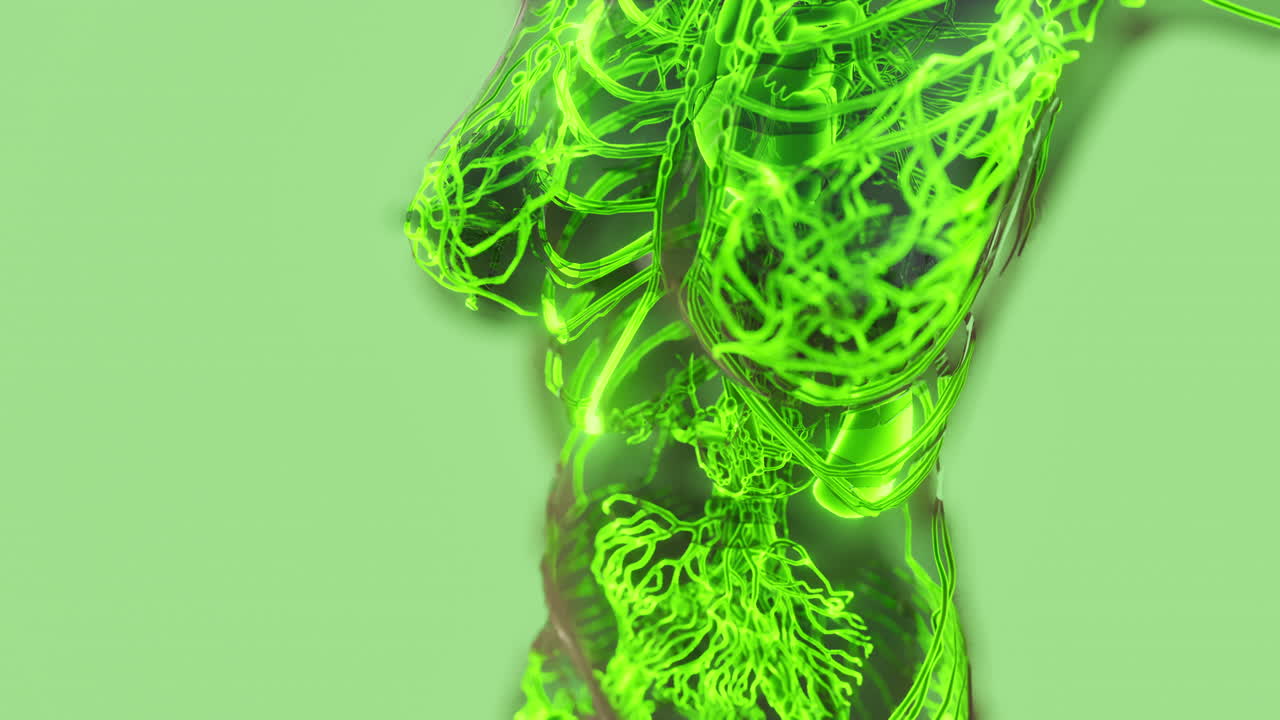 exploración médica del sistema circulatorio humano