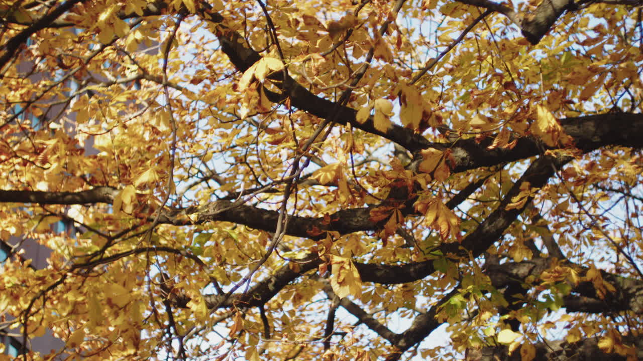 Fall season leaves blowing in the wind Maple leaves