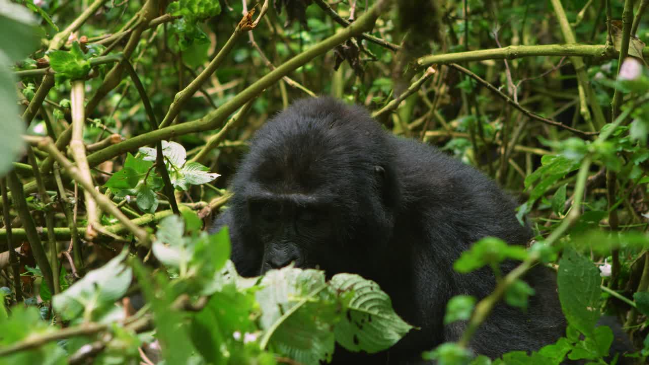 Gorilla avvistato in natura, tra gli alberi del Parco Nazionale dei Vulcani, Ruanda