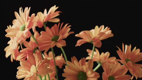 video of orange flowers with copy space on black background