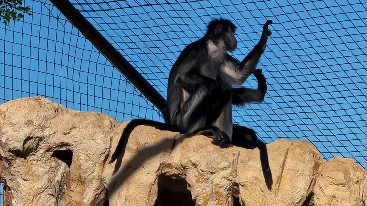 Scimmia nera con peli grigi sulle braccia si aggrappa al bordo della rete in un recinto dello zoo