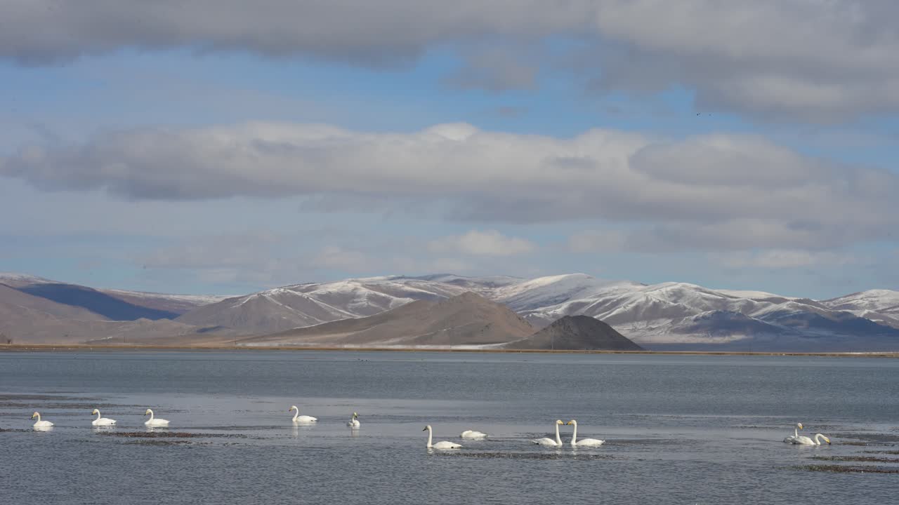 Migratory Whooper Swans gather at Tariat Lake, Mongolia. The flock navigates freezing waters surrounded by snow-capped peaks, showcasing a harsh winter ecosystem