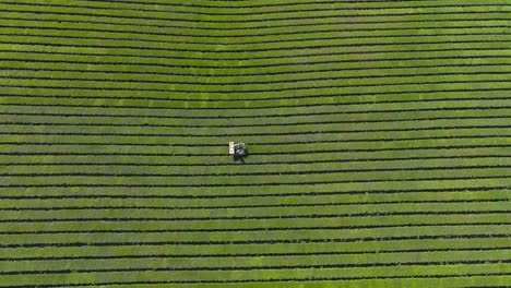 vista aérea de los campos verdes con plantaciones de té y tractor en misiones, argentina