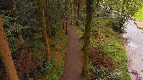 uomo in bicicletta su un sentiero nella foresta 4k