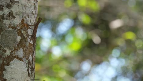 Clinging-on-to-the-trunk-and-slightly-moving-its-head-from-side-to-side,-the-Flying-Lizard-is-camouflaged-by-the-bark-of-a-tree-inside-Khao-Yai-National-Park-in-Thailand