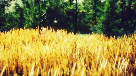 escena de puesta o salida del sol en el campo con centeno joven o trigo en el verano