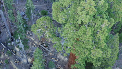 Aerial-view-over-Trail-of-100-Giants-in-Long-Meadow-Grove,-California