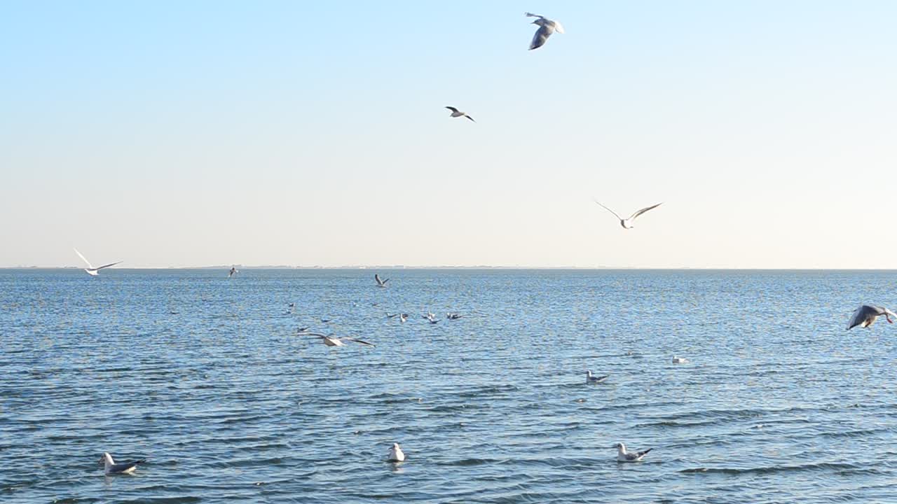 海上のカモメ。海の風景。