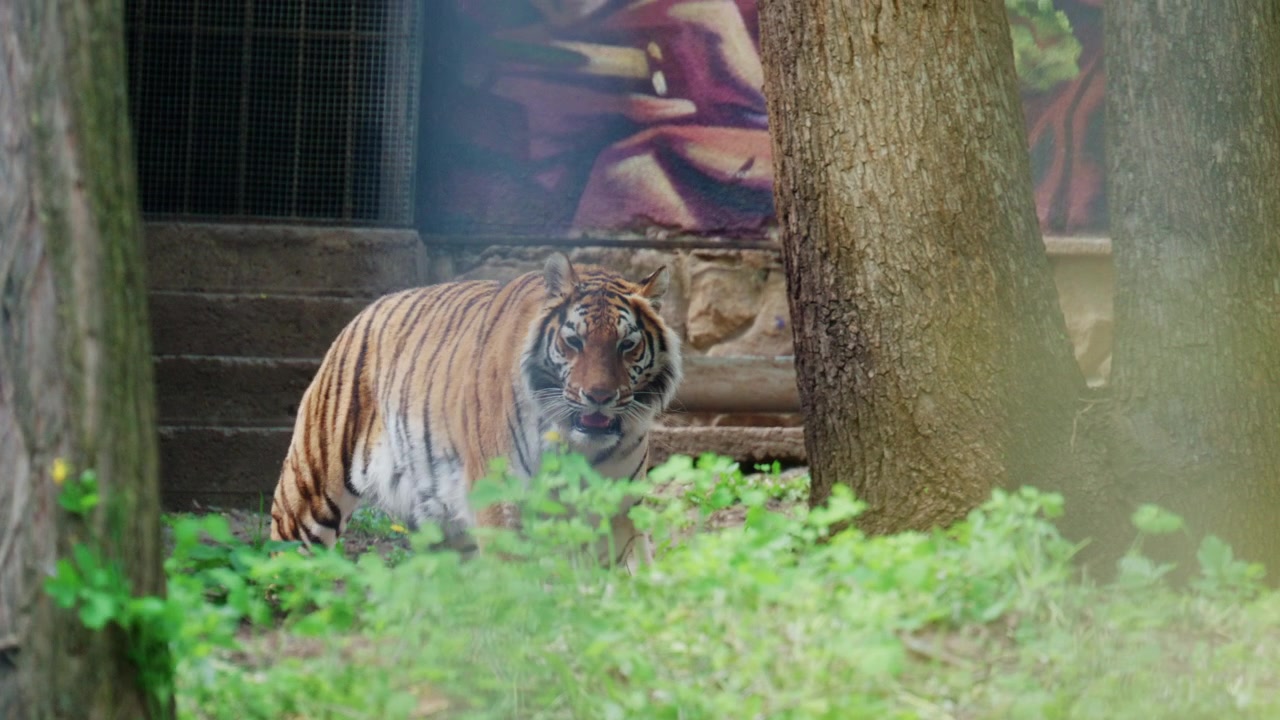 Biały tygrys idący powoli w wybiegu zoo, otoczony drzewami i zielenią.