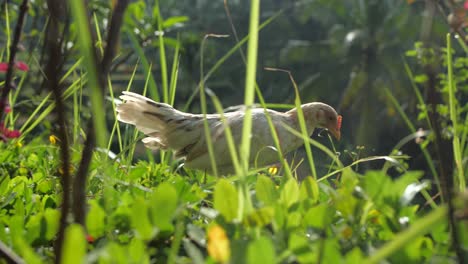 close up shot of white chicken walking, near tegalalang rice terraces, jungle in ubud, bali, indonesia