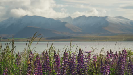 New-Zealand-landscape-with-mountains-and-Lupin-flowers-at-Lake-Tekapo