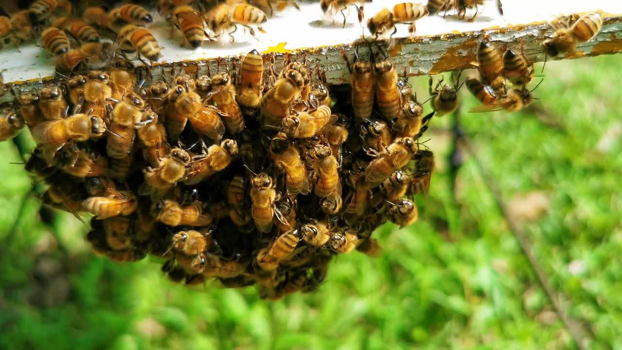 enjambre de abejas debajo de la entrada de la colmena