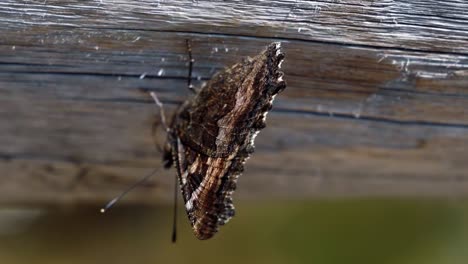 Beautiful-macro-close-up-shot-of-a-small-butterfly-standing-on-a-wooden-fence-in-the-Grand-Teton-National-Park-near-Jackson-Hole,-Wyoming,-USA-on-a-warm-sunny-summer-day