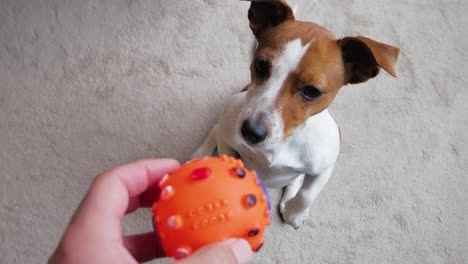 Süßer-Jack-Russell-Hund,-Der-Auf-Den-Hinterbeinen-Sitzt-Und-Darauf-Wartet,-Dass-Der-Besitzer-Den-Ball-Gibt