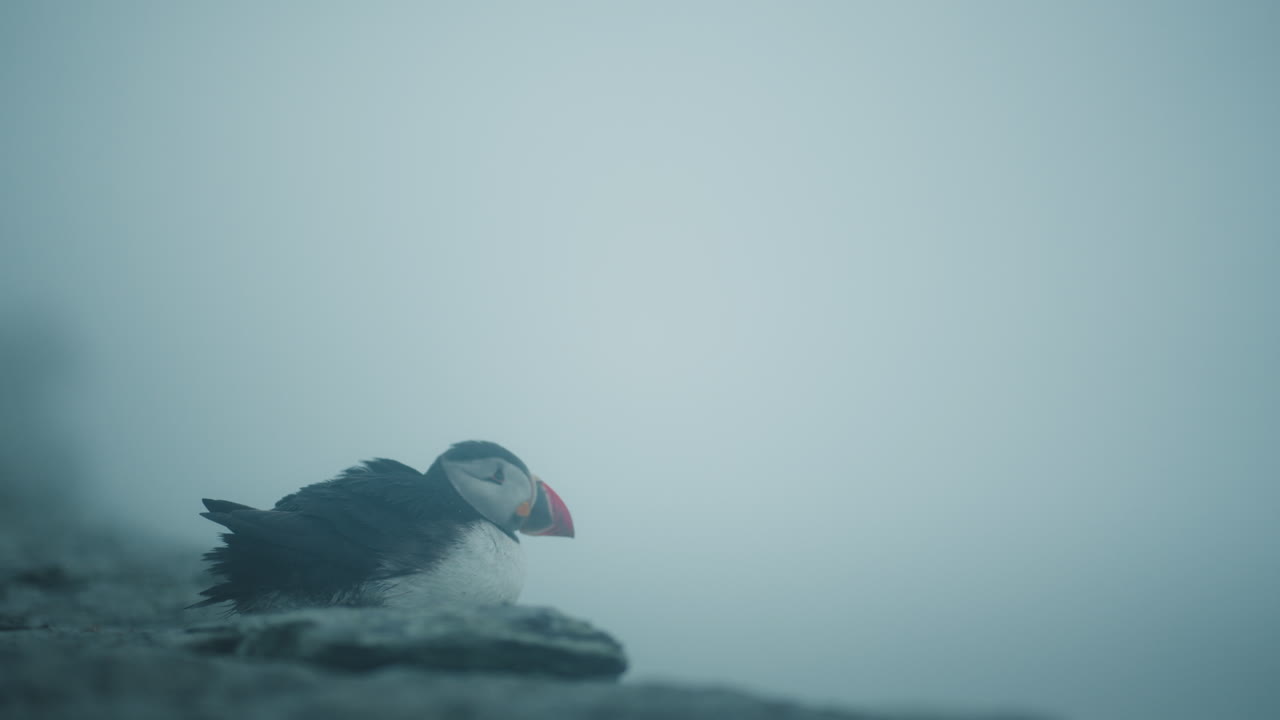 Lone puffin resting on foggy cliffside rock, low visibility, Skellig Michael