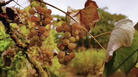 Movimiento-De-Cámara-Panorámica-Derecha-Que-Muestra-Uvas-Amarillas-Con-Un-Fondo-Borroso-De-Jardín