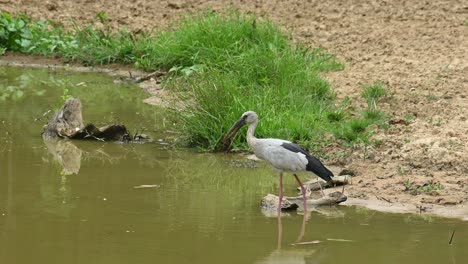 Asiatischer-Offenschnabelstorch,-Gähnender-Anastomus,-Thailand