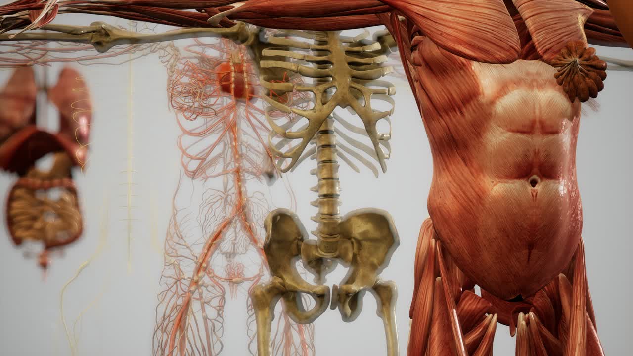 ilustración animada de la anatomía humana en 3d