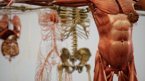 animated 3d human anatomy illustration