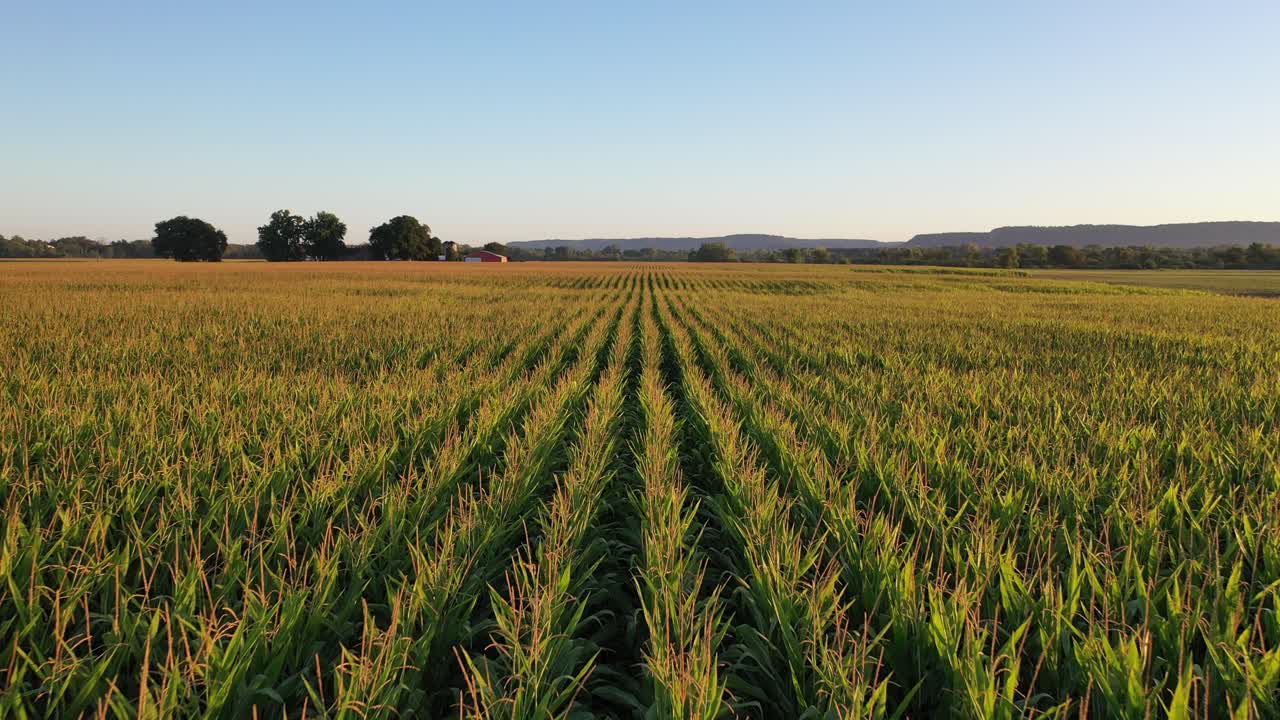 paisaje de campos de maíz al amanecer o al atardecer