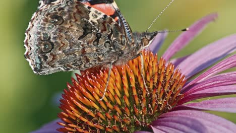 red admiral butterfly feeding on purple coneflower - macro