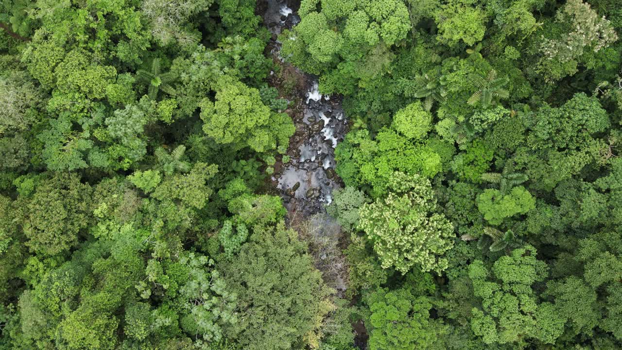 Aerial View of Lush Rainforest with River