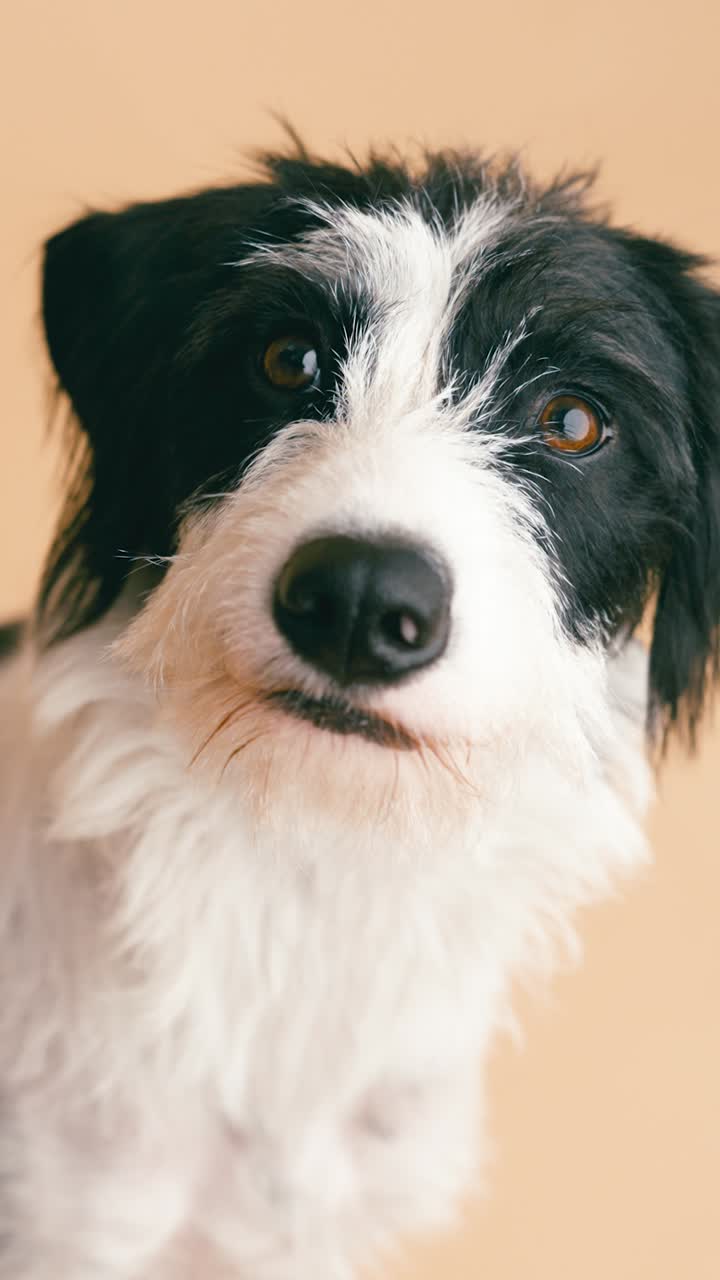 Close-up Portrait of a Black and White Dog