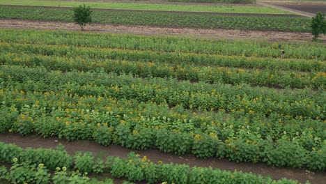 imágenes aéreas de drones de un campo de girasoles