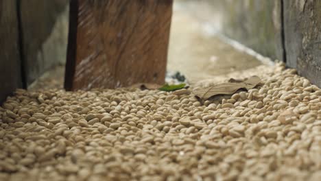 shot of a large container for cleaning coffee beans with water and using a wooden spatula to organise the cleaning process on plantation factory sierra nevada colombia slowmotion