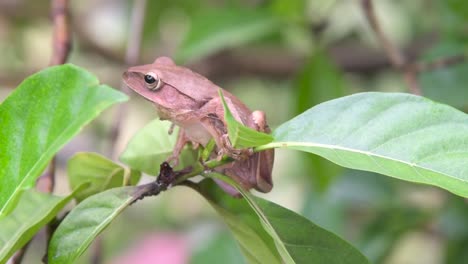 a brown tree frog sitting on a twig looking to the side