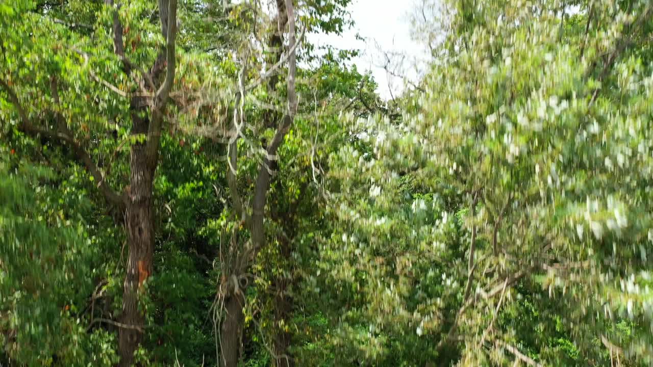 一支从地面向绿树前发射的炮弹