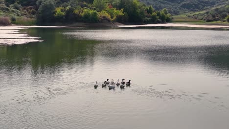 Un-Grupo-De-Gansos-Nadando-En-La-Superficie-Lisa-De-Un-Lago-De-Montaña