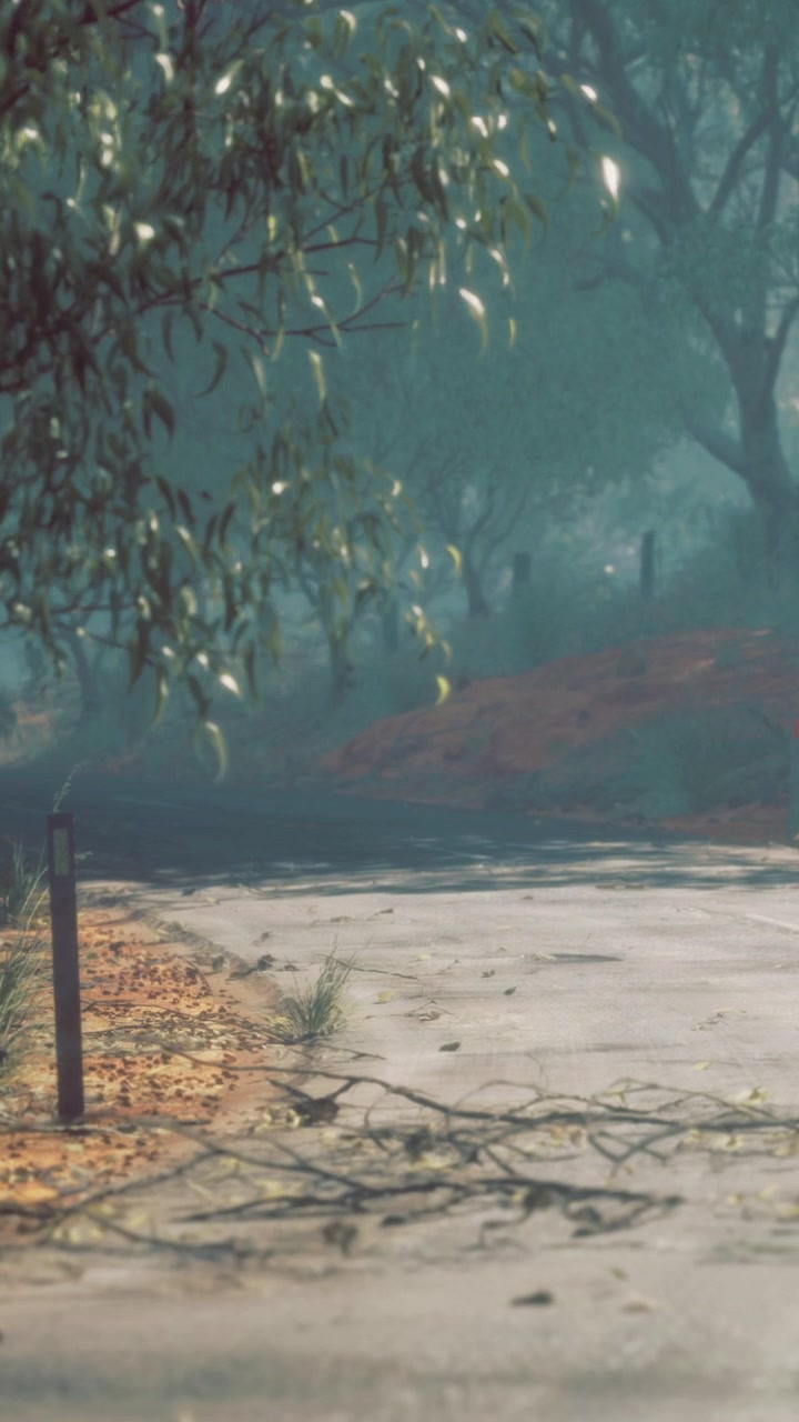 Nature scene with path trees and fallen branches in the morning light