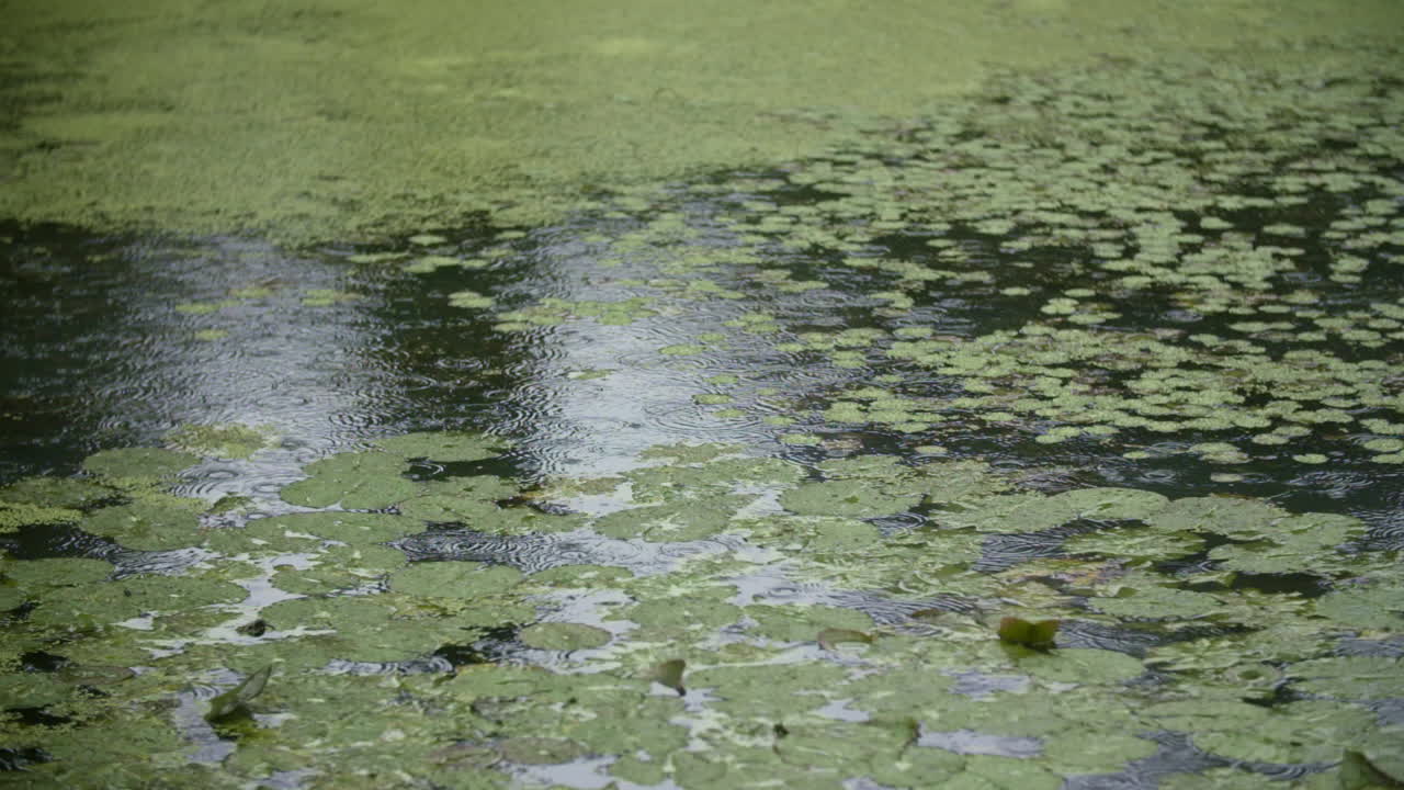 수면에 비가 내리는 비 1
