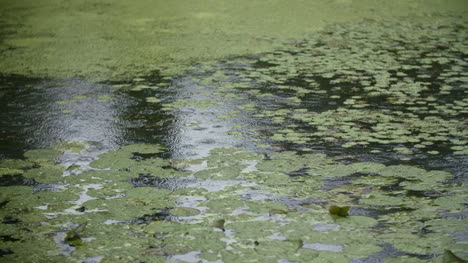 Lloviendo-Lluvia-Sobre-La-Superficie-Del-Agua-1