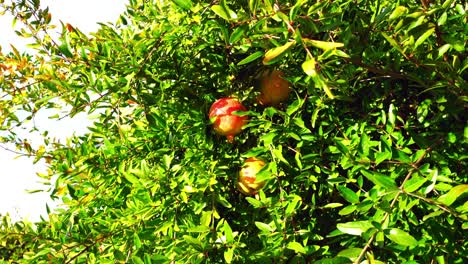 close-up view of ready-to-harvest fruit